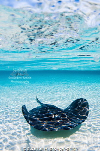 Rippled sunlight shimmers on a stingray. Photographed on ... by Susannah H. Snowden-Smith 
